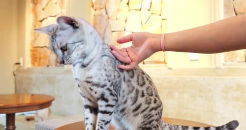 Silver Bengal Feline Perching on Wooden Surface Gently Sniffing Customer's Hand Inside Intimate Cafe