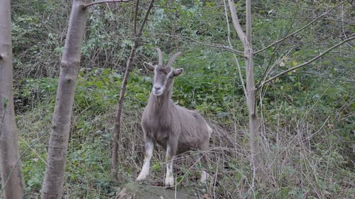 Goat Forest