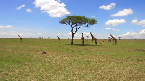 Giraffes Gather Under Acacia Tree in African Savanna