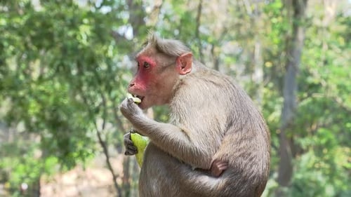 Monkey Sits and Eats Fruit in Jungle Setting