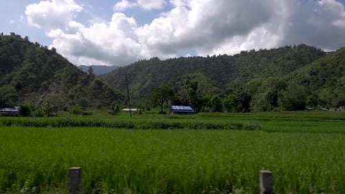 Green rice fields between hills and bright cloudy sky along road