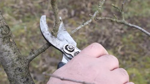 P21. A man prunes the branches of a fruit tree. Spring work in the garden. Caring for fruit trees in