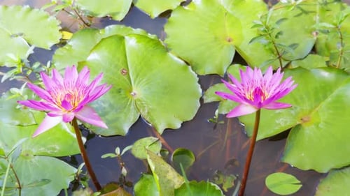 Water Lilies with Lily Pads in a Pond