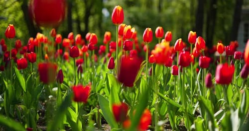 An Idyllic Garden Scene Showcasing Bright Red Tulips Illuminated By Warm Sunlight in StPetersburg