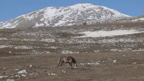 One wild horse of Livno with Cincar mountain in the background covered with snow