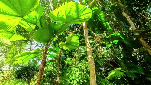 Lush Green Tropical Vegetation in a Garden