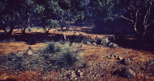 Dusk in the Serene Australian Outback with Lush Greenery and Rocks