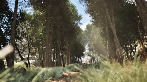 Sunlight Through Forest Trees – Cinematic Nature Background