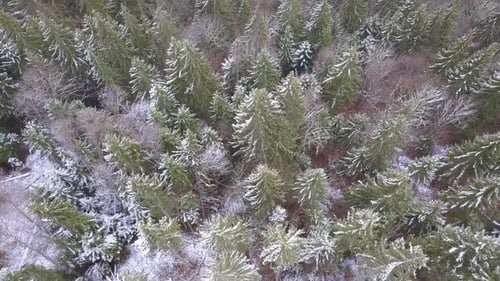 Flight over the Carpathian Forest With the Light Snow