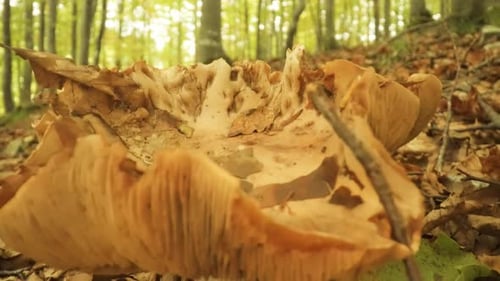 Mushroom Growth on Forest Floor in Autumn