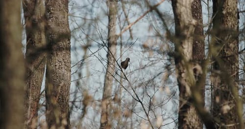 Eurasian Jay Garrulus Glandarius is