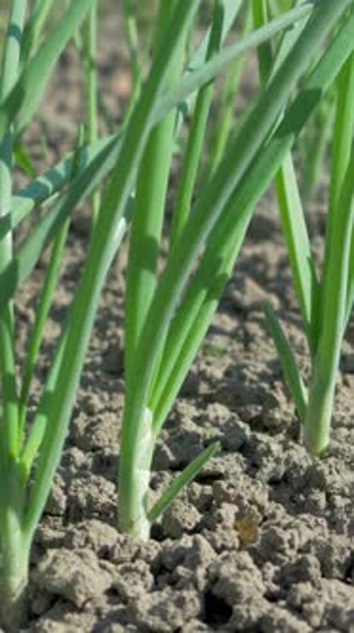 Organic Onion Plantation with Young Green Shoots