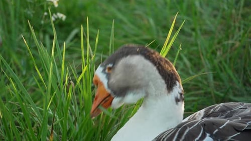 A large flock of white and grey geese graze and feed outdoors in slow motion. Free range domestic