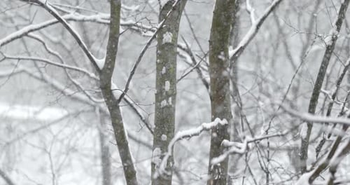 Tree branches on the background of snowfall. Flakes of snow falling down winter landscape.
