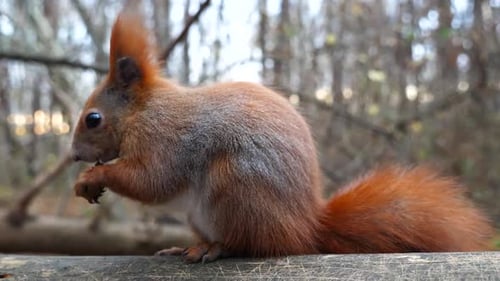 Wild Fluffy Squirrel Sitting at Wooden Branch Gnawing Nuts at Forest Cute Brown Rodent Eating Found