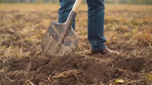 Worker Adjusts Soil with Shovel Preparing Field for Planting