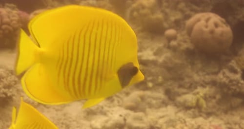 Bluecheek Butterflyfish or Yellow Butterfly Fish in The Coral Reef of The Red Sea of Egypt