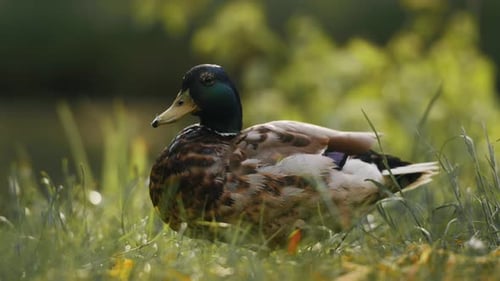 Close up view. Mallard duck standing on green grass in a serene park setting.