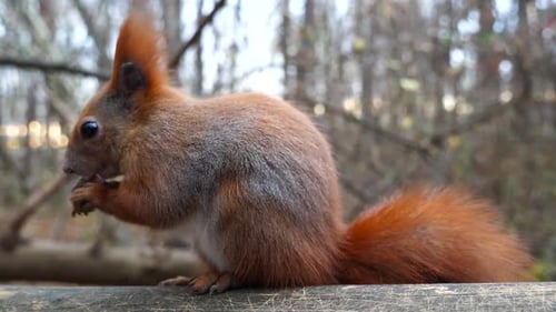 Wild Fluffy Squirrel Sitting at Wooden Branch Gnawing Nuts at Forest Cute Brown Rodent Eating Found