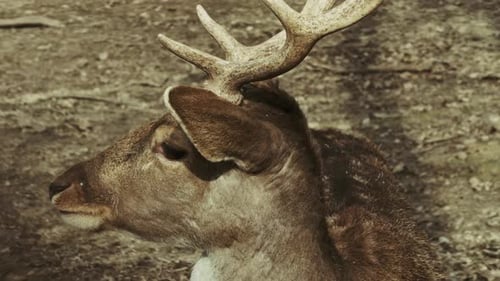 Close Up of a Deer With Antlers