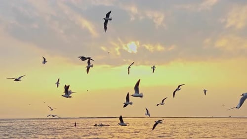 Wild Birds Flying On Ocean Beach At Sunset