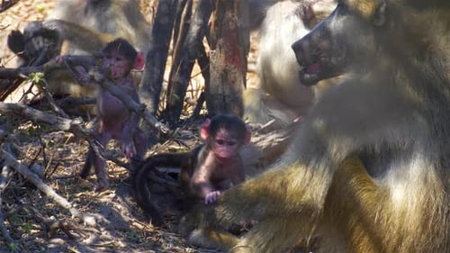 Bébé babouin, près de la famille Baboon, adultes