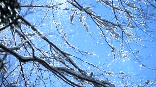 Snow Fall Winter Wonderland in Forest Landscape Scenery