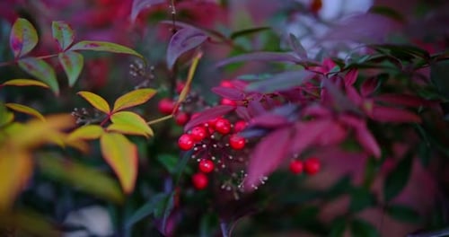 Gros plan des baies de Nandina domestica entourées de feuilles d'automne colorées