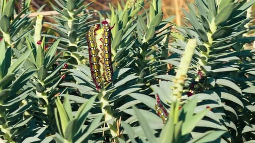 Big Caterpillar Eat Green Leave