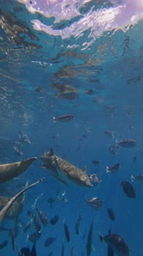 Close Up View of Nurse Sharks with Tropical Fishes Underwater in Blue Sea