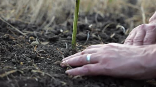 Female Hands of Farmer Planting Green Sprout in the Ground at Summer Season Arms of Agronomist