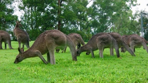 Une foule de kangourous mangeant de l'herbe sur un champ, de jour, Australie