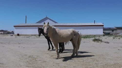 Horses In The Aral Village