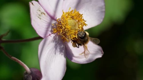 Bee Pollinating a Flower in a Garden During Springtime Afternoon