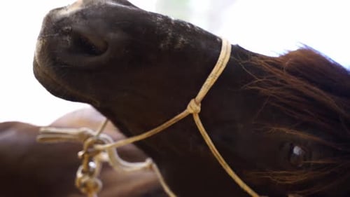 Horse Muzzle and Bridle Close Up