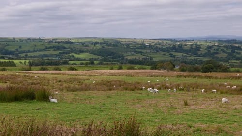 Sheep grazing on upland farmland in the Summer. Powys. Wales.