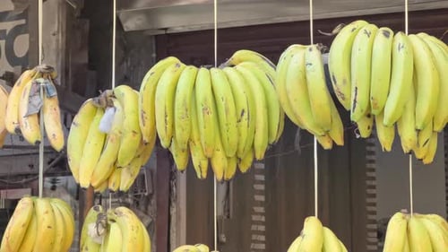 Bunches of Fresh Bananas Hanging in Urban Market