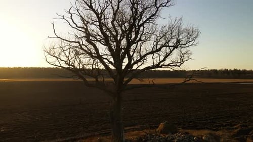 Ein blattloser Baum steht inmitten einer Wiese unter dem weiten Himmel