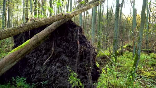 Slow Pan Behind Fallen Tree with Massive Root Network in Green Forest