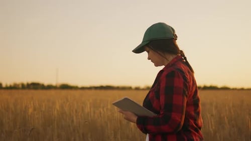 A Woman Farmer Monitors the Wheat Harvest While Walking Through the Field