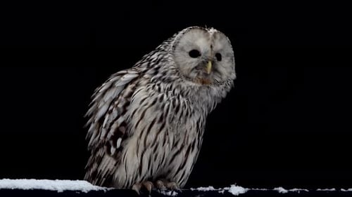 Big Owl Sits on Top of a Snowy Ground Observing Its Surroundings with Keen Eyes
