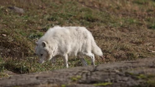 arctic wolf walking along rock ridgeline stopping to smell