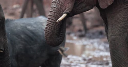 Elephants Drinking Water at the Watering Hole