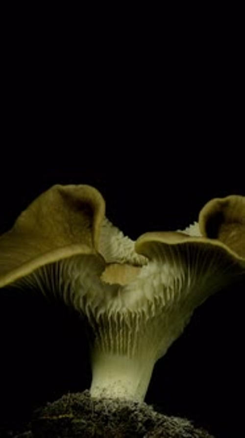 Oyster Mushroom Growing in Time Lapse on Black