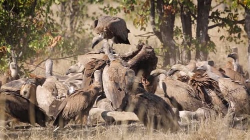 White backed Vultures in Kruger National park, South Africa