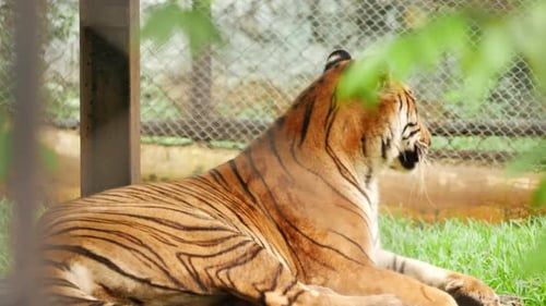 Vista lateral trasera sentado de tigre