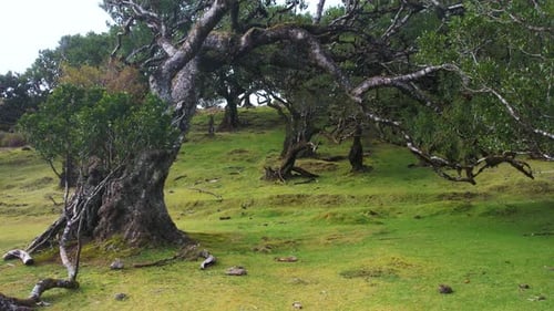 Scared Mystical Fanal Forest on Madeira Island