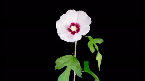 Blooming White Hibiscus Flower Against Black Background Time Lapse
