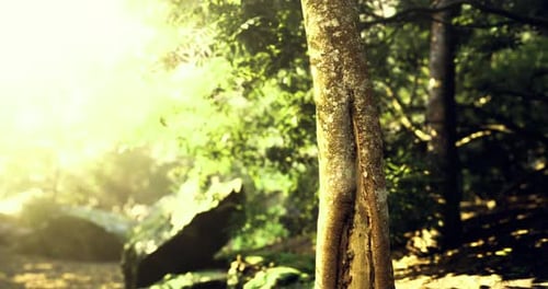 Sunlight Filters Through Trees in a Peaceful Forest Setting Near a Stream