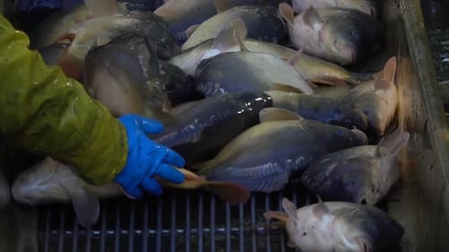 Carp harvest